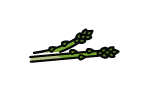 Asperges Koken