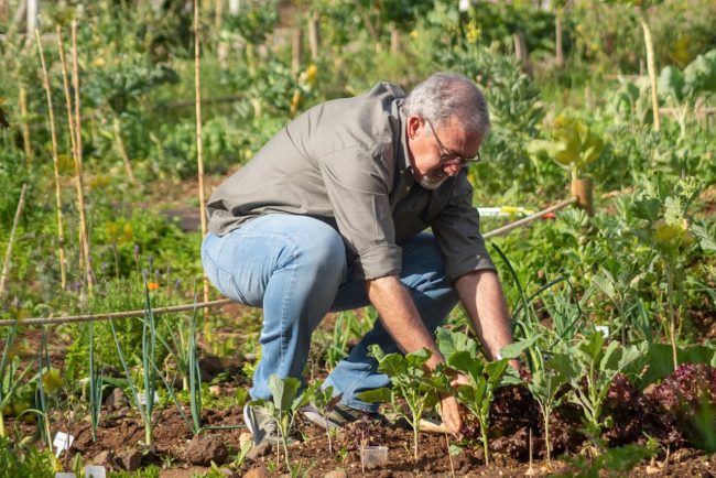 Het verbouwen van asperges in eigen tuin