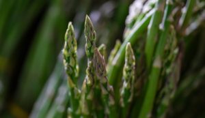 Groene asperges uit Nederland