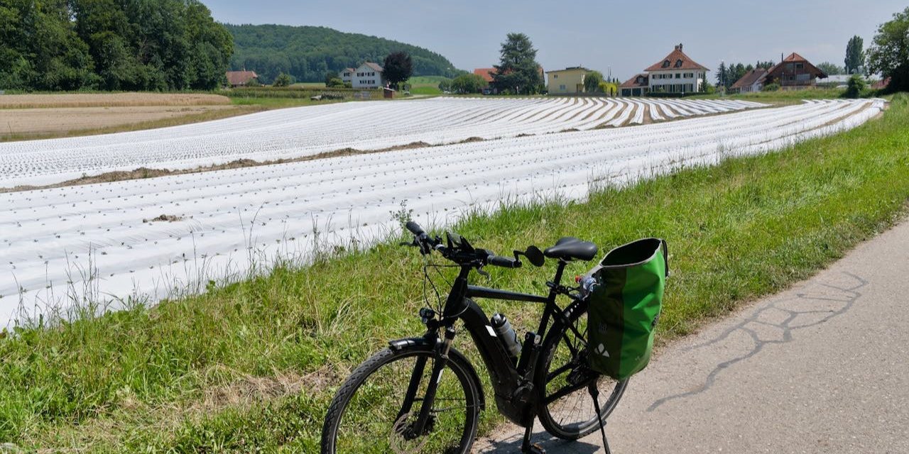 Verse asperges uit Nederland
