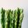 Groene asperges rechtop tegen een lichte achtergrond, vers en klaar voor fermentatie